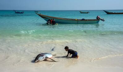 hottest ocean june 2026
